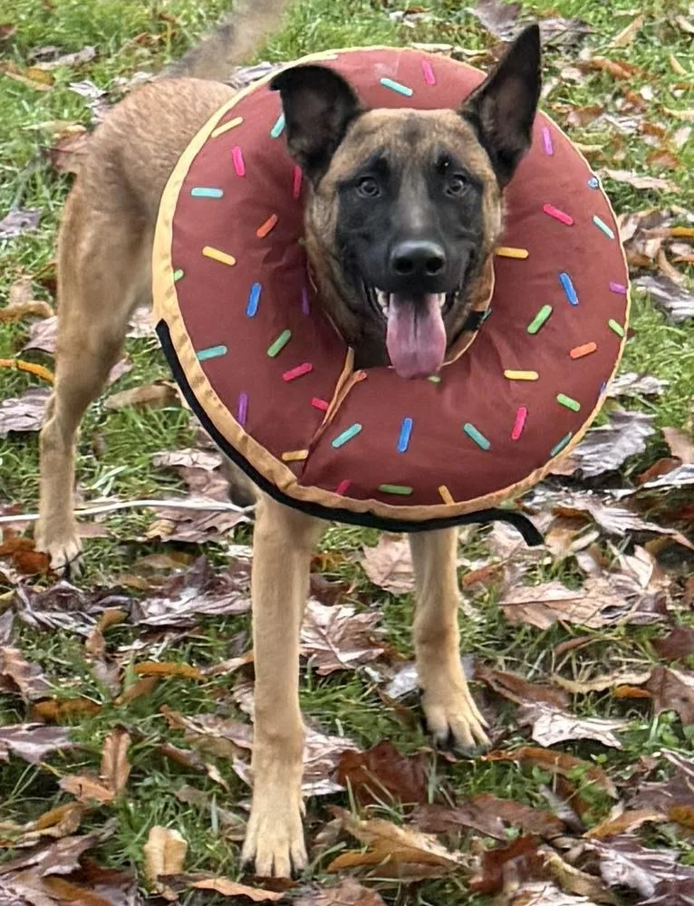 Jaxson  Located In thumbnail 3