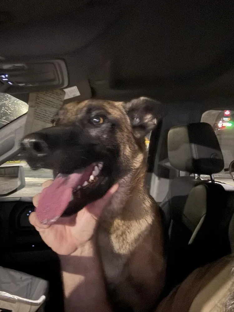 Jaxson  Located In thumbnail 4