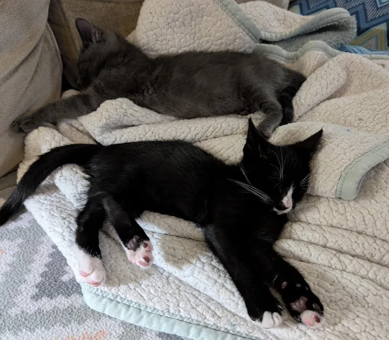A baby medium-sized male Black & White / Tuxedo Domestic Short Hair cat named Gideon for adoption in Wayne, NJ