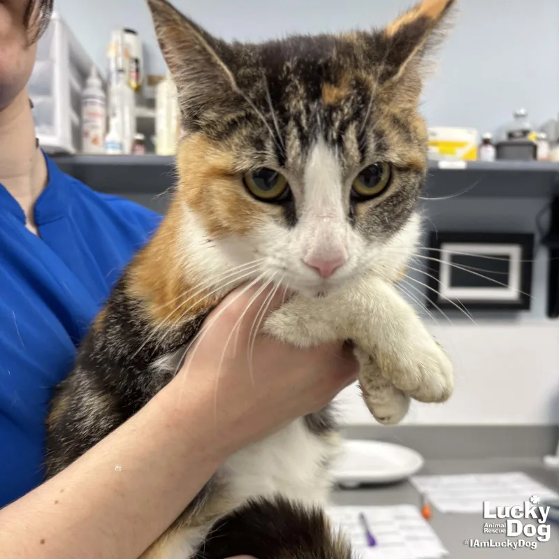 An adult medium-sized female Domestic Short Hair cat named Lilah for adoption in Washington, DC