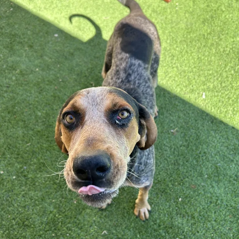 An adult large-sized male Brown / Chocolate Hound dog named Bales for adoption in Flagstaff, AZ