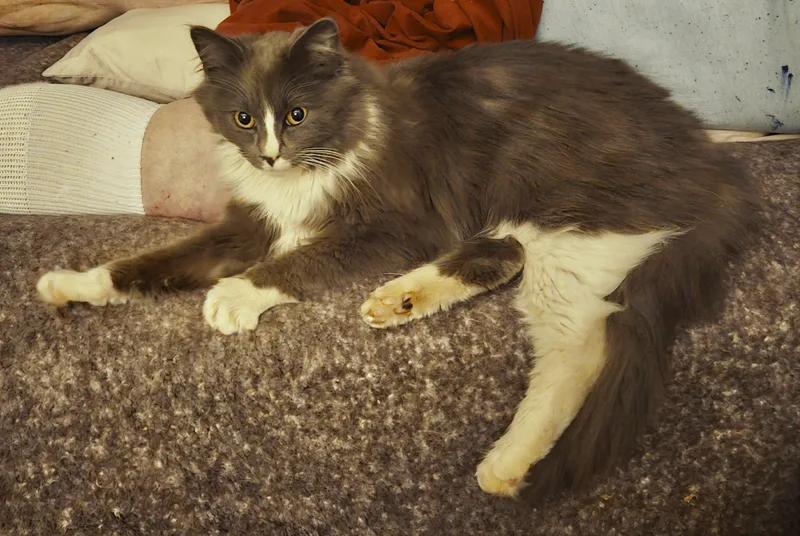 Charlie Chaplin thumbnail 2