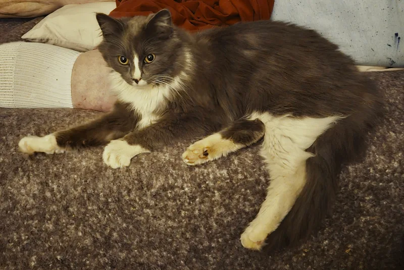 Charlie Chaplin thumbnail 3