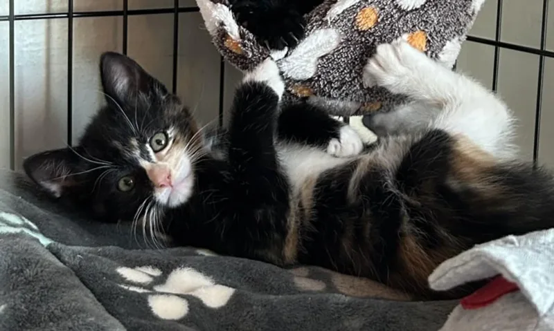 A baby small-sized female Domestic Short Hair cat named Star for adoption in Santa Cruz, CA