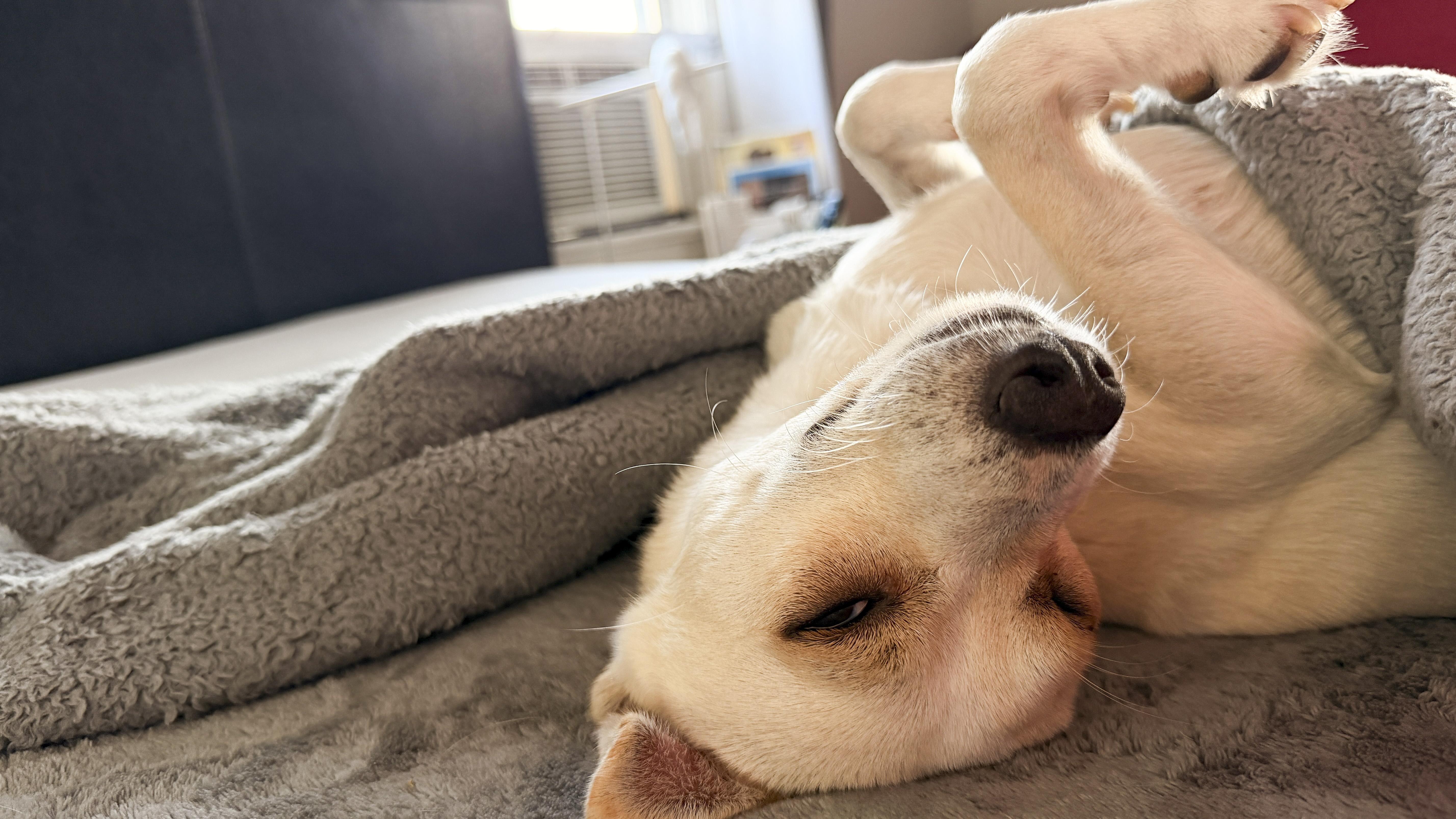 An adult small-sized female Apricot / Beige Chihuahua dog named Maybelline for adoption in West Hollywood, CA