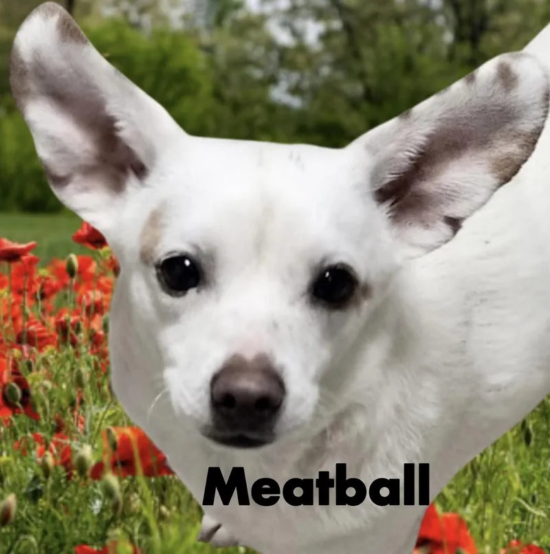 Meatball thumbnail 3