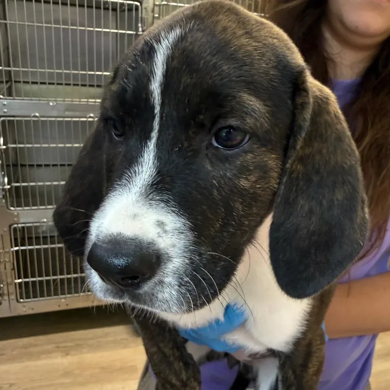 A baby medium-sized female Plott Hound dog named Zada for adoption in Cumming, GA