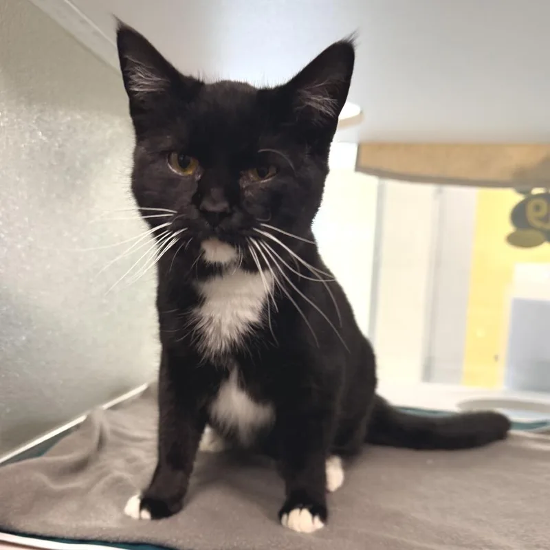 Betty Boop thumbnail 2