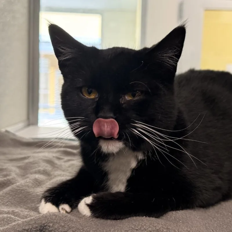 Betty Boop thumbnail 3