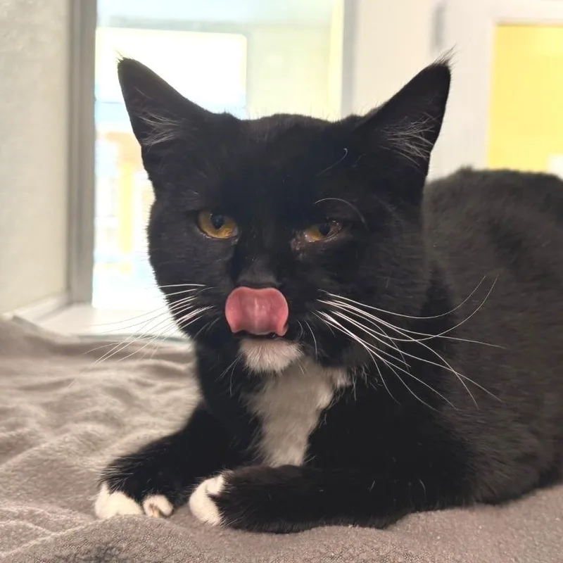 Betty Boop thumbnail 4