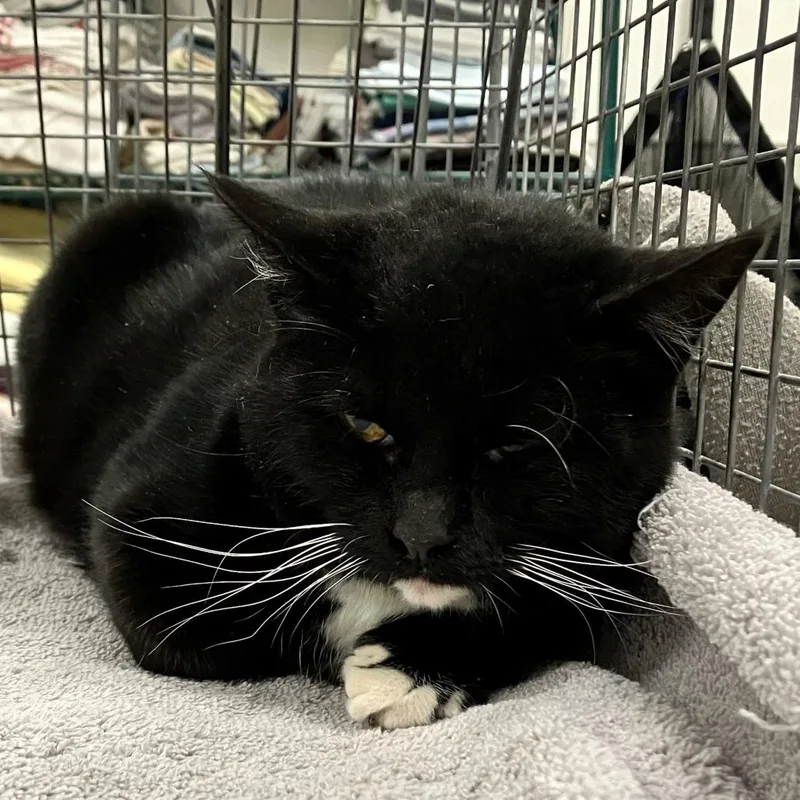 Betty Boop thumbnail 5