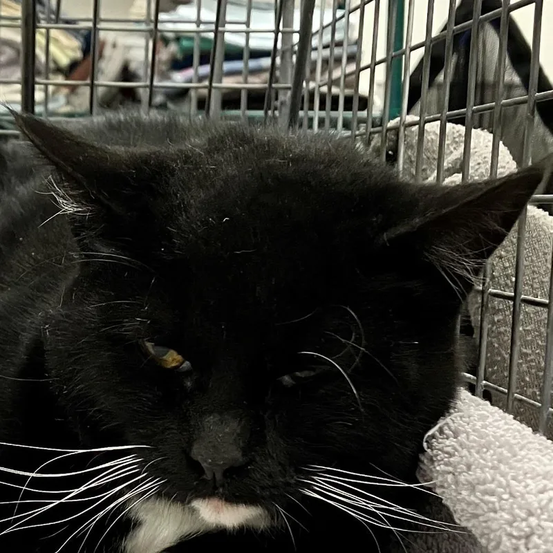 Betty Boop thumbnail 6