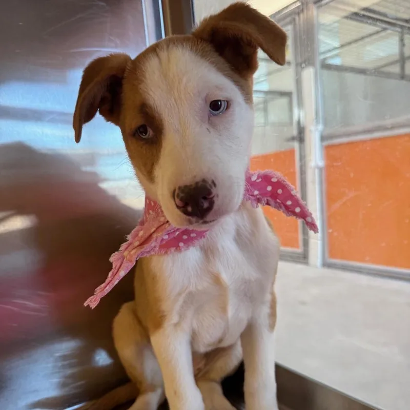 Rosalina thumbnail 3