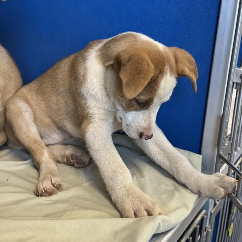 Rosalina thumbnail 4