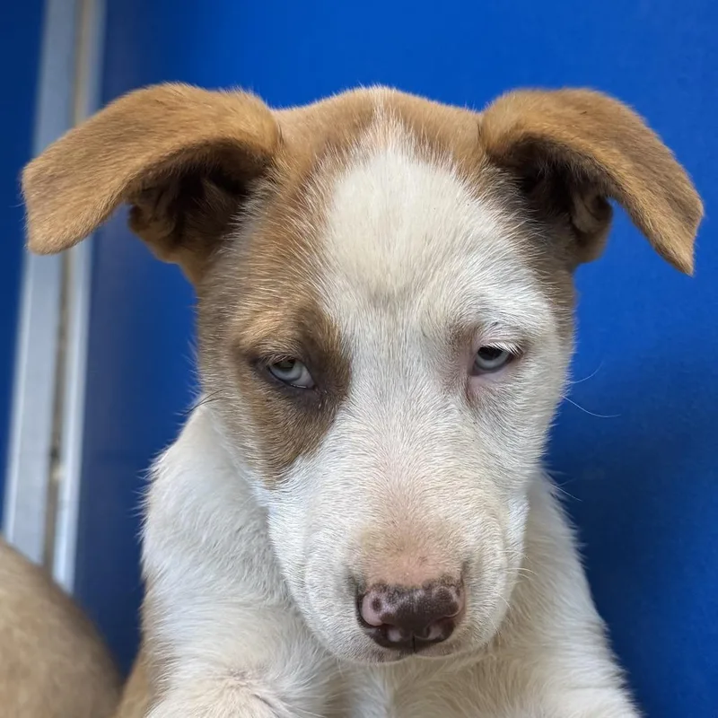 Rosalina thumbnail 6