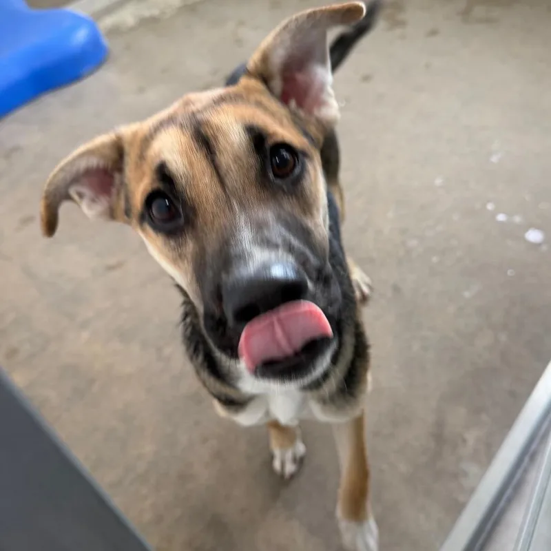 Sally Mae thumbnail 2