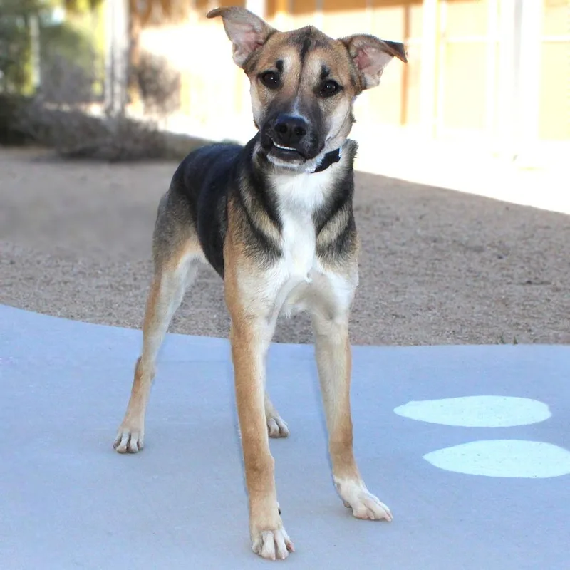 Sally Mae thumbnail 6