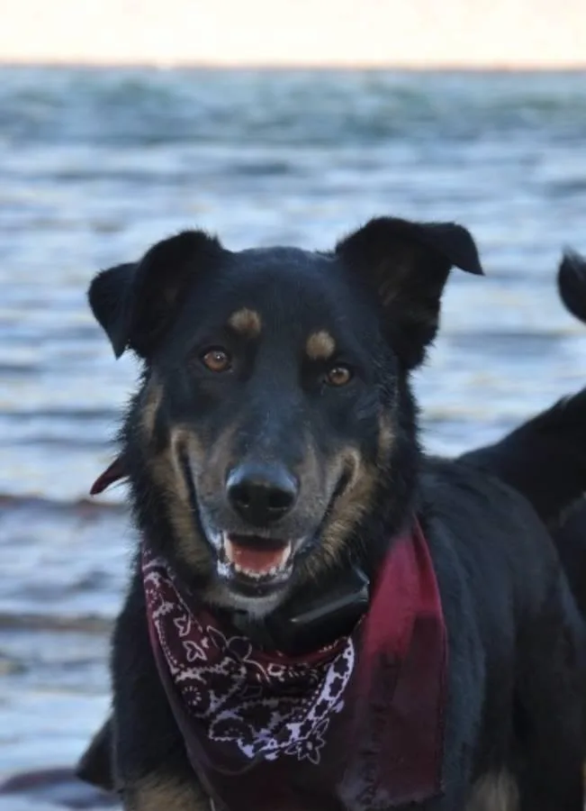 Rajah  Courtesy Listing