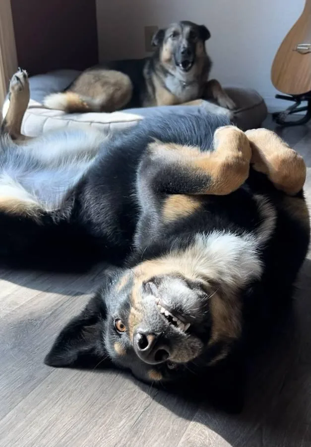 Rajah  Courtesy Listing thumbnail 3