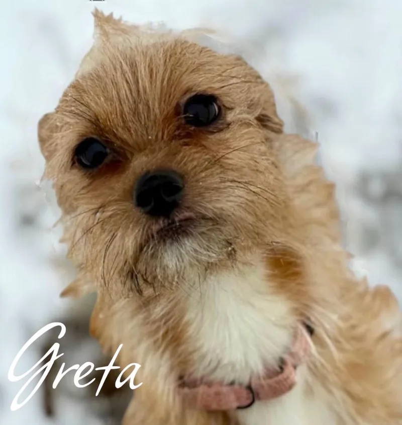Greta thumbnail 4