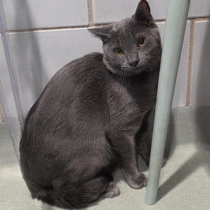 Papa Bear thumbnail 2