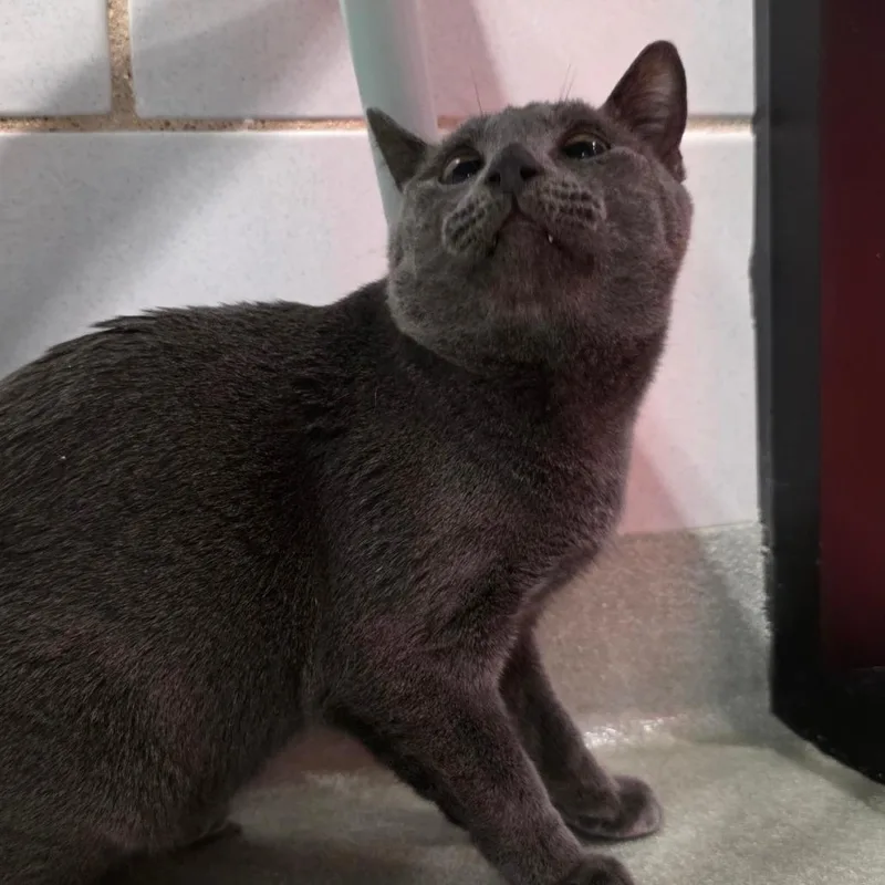 Papa Bear thumbnail 4