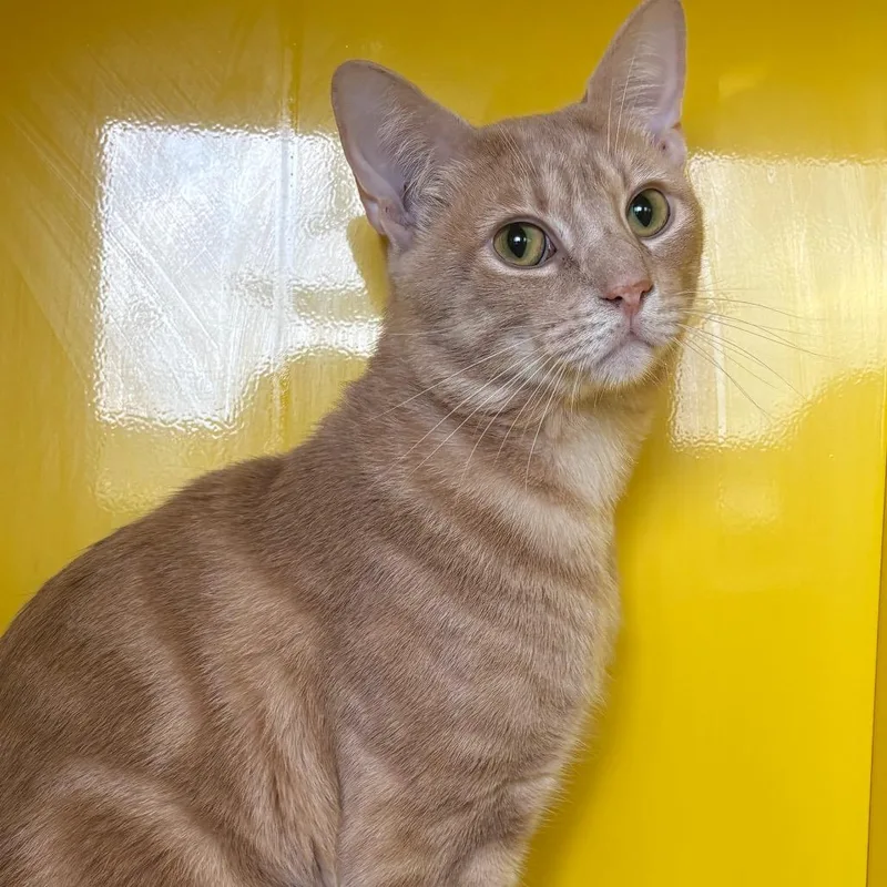 Willie Nelson thumbnail 2