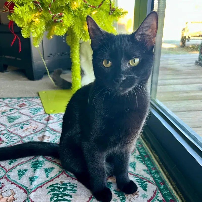 Toblerone thumbnail 2