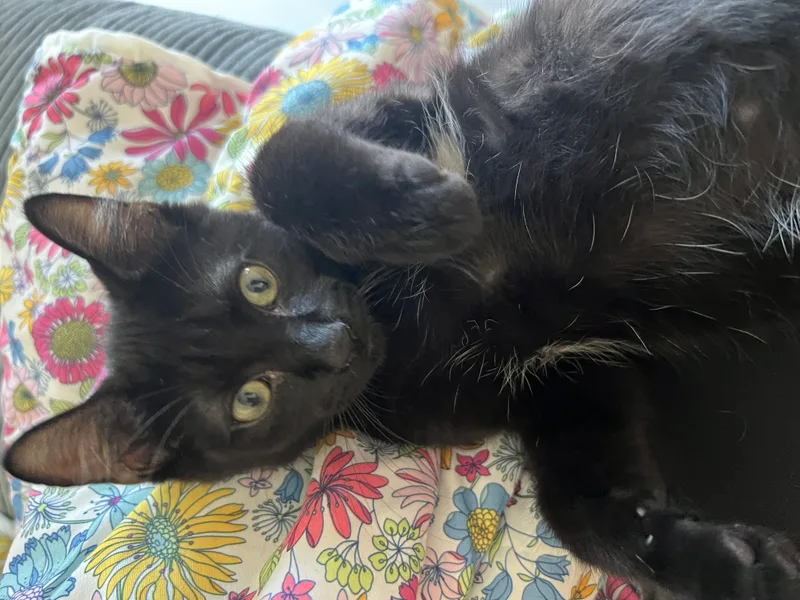 Toblerone thumbnail 3