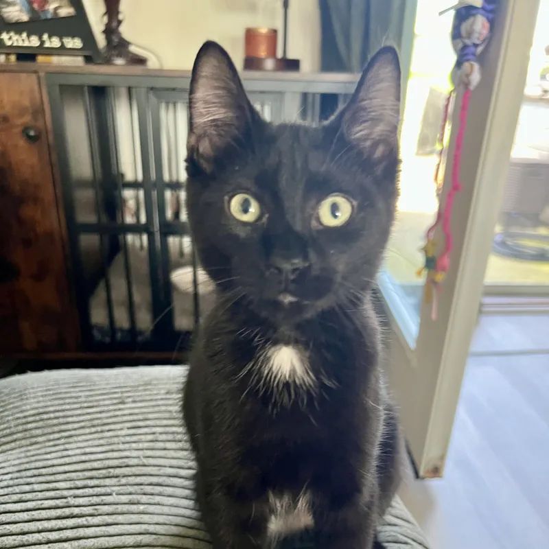 Toblerone thumbnail 4