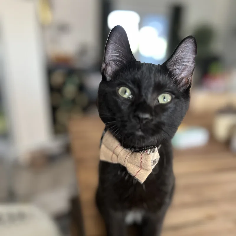 Toblerone thumbnail 5