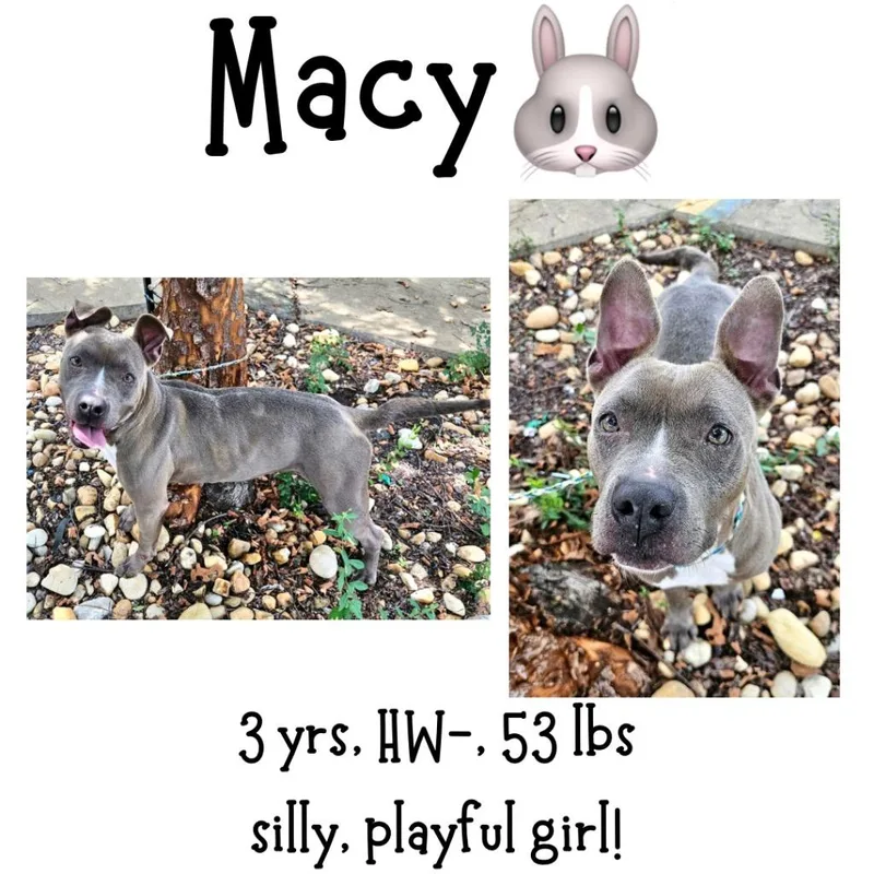 Macy