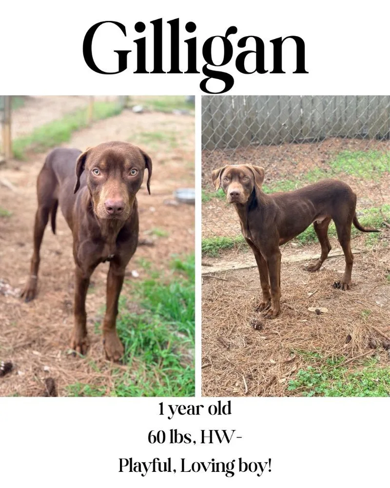 Gilligan thumbnail 3