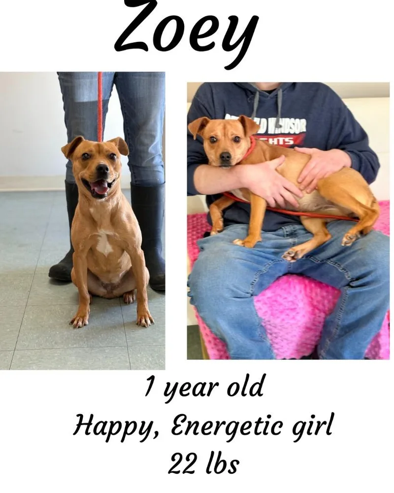 Zoey thumbnail 2