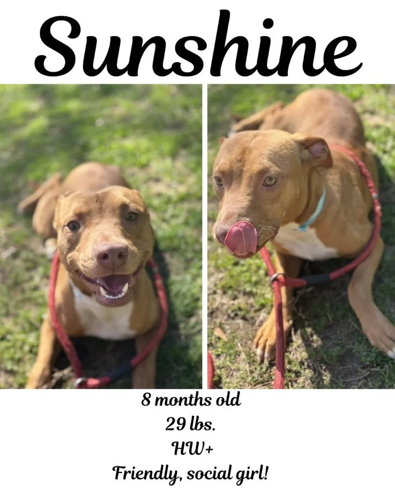 Sunshine thumbnail 2