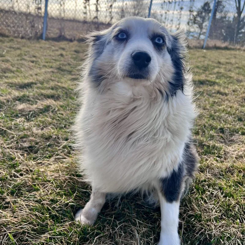 Limerick thumbnail 2