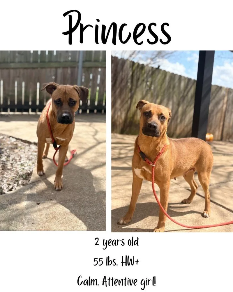 Princess thumbnail 4