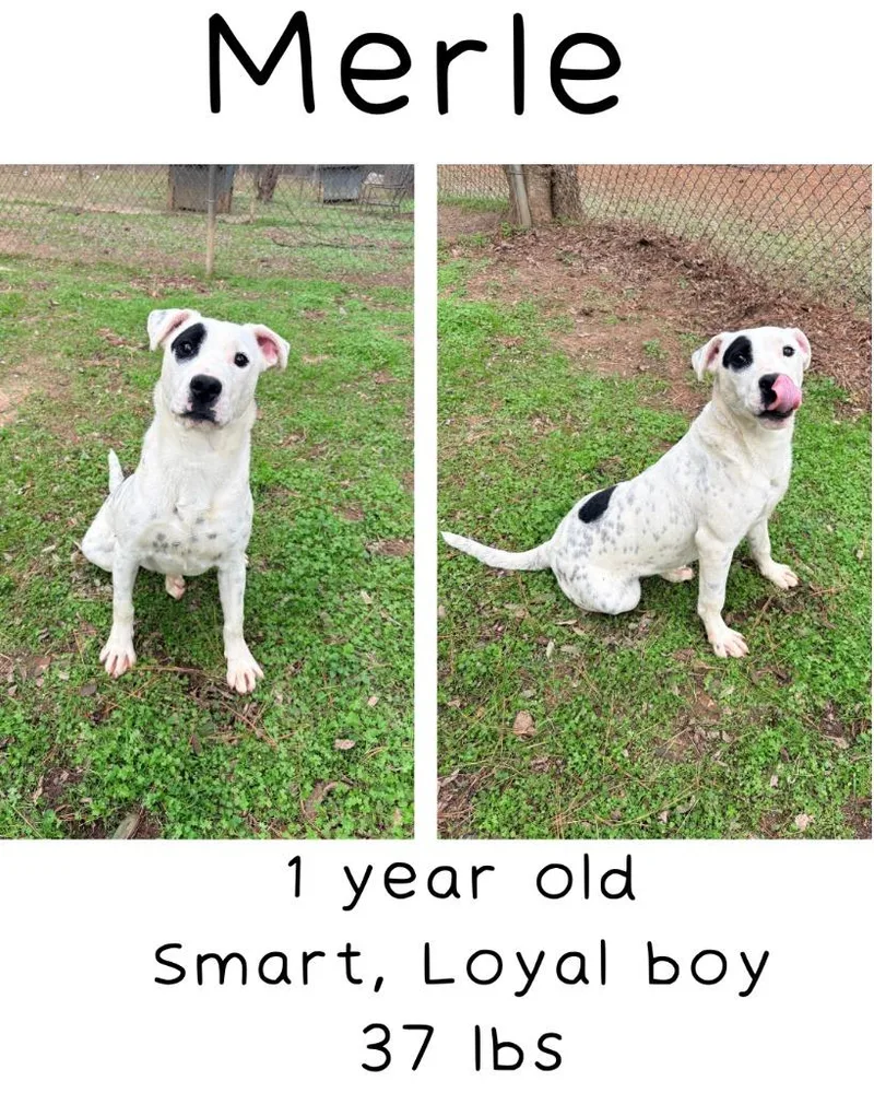 Merle thumbnail 3