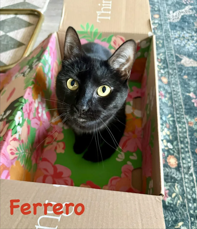 Ferrero