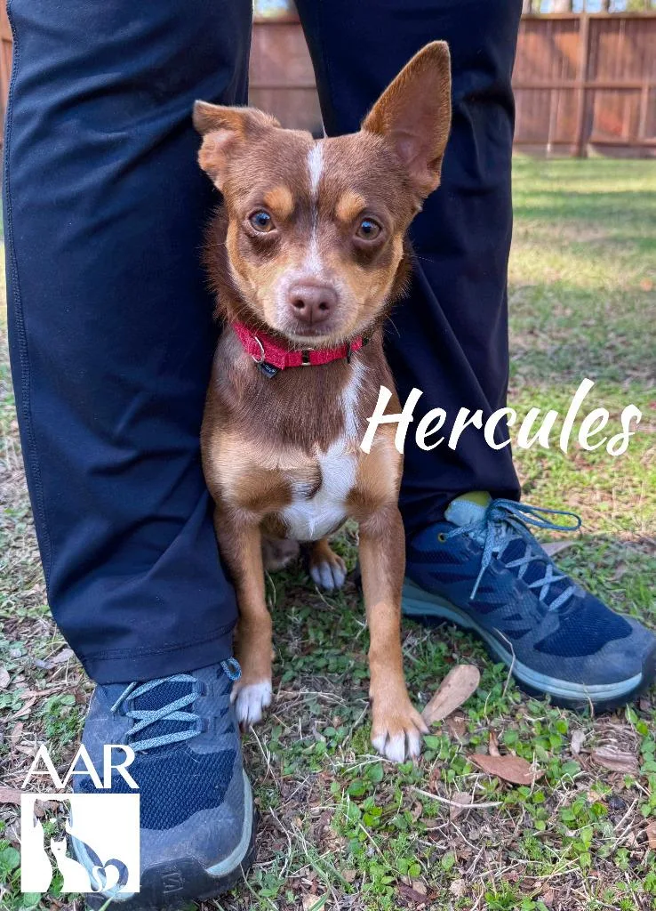 Hercules thumbnail 3