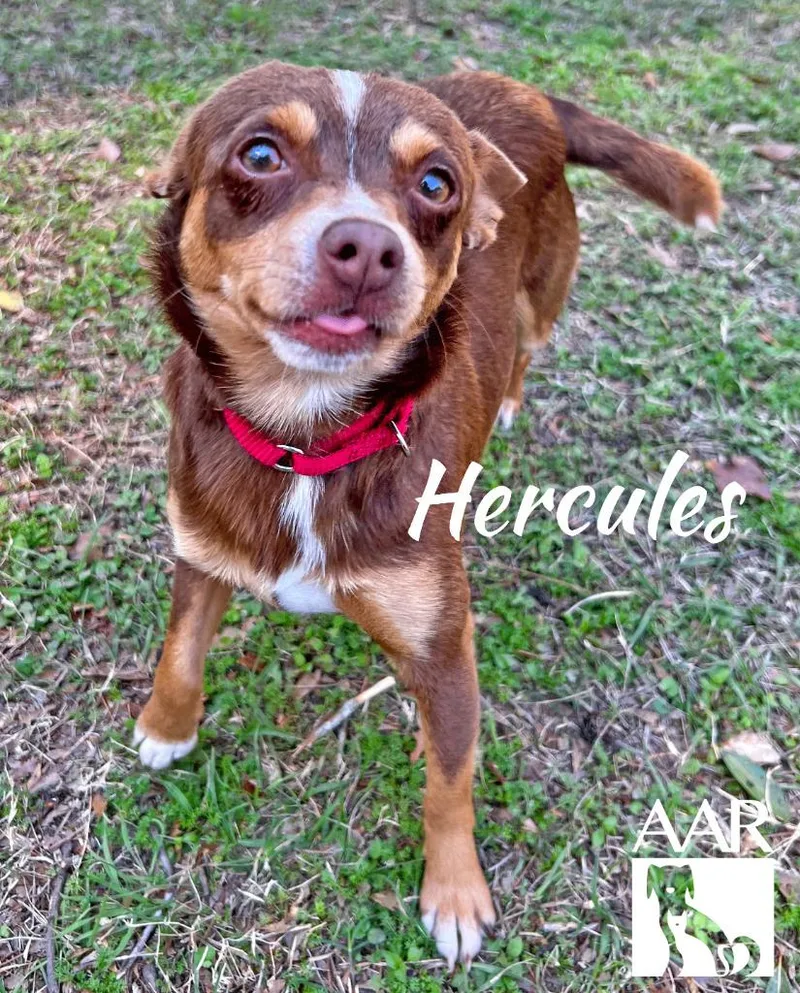 Hercules thumbnail 4