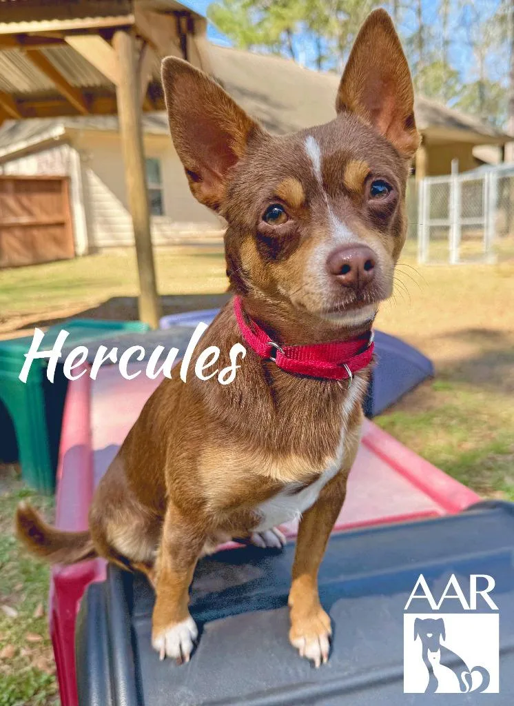 Hercules thumbnail 5