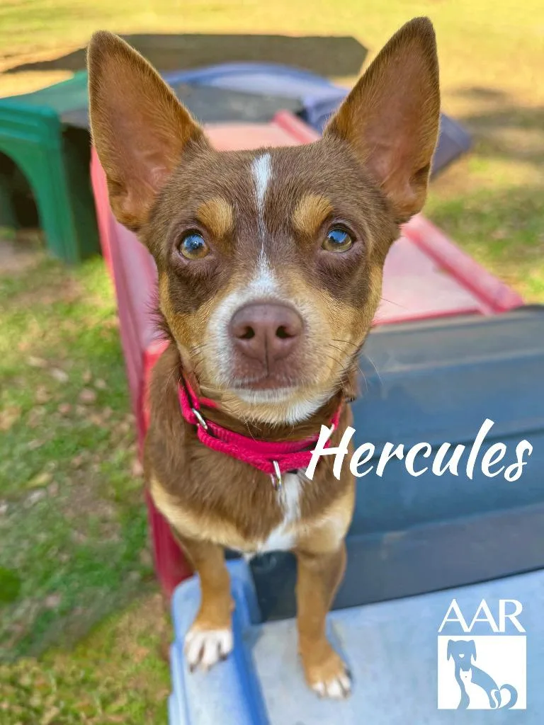 Hercules thumbnail 6