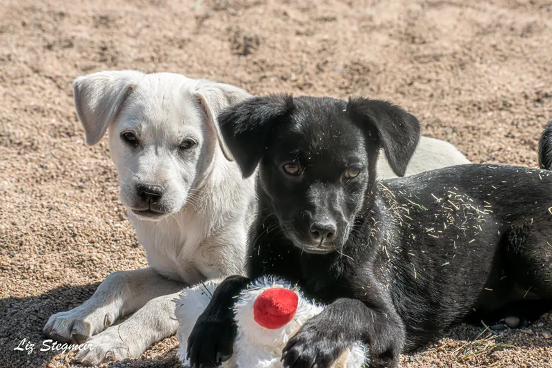 Marshmallow thumbnail 2