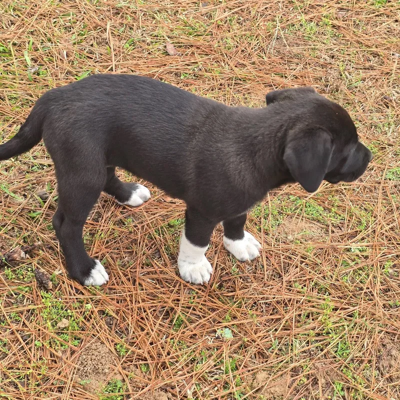 Licorice thumbnail 2