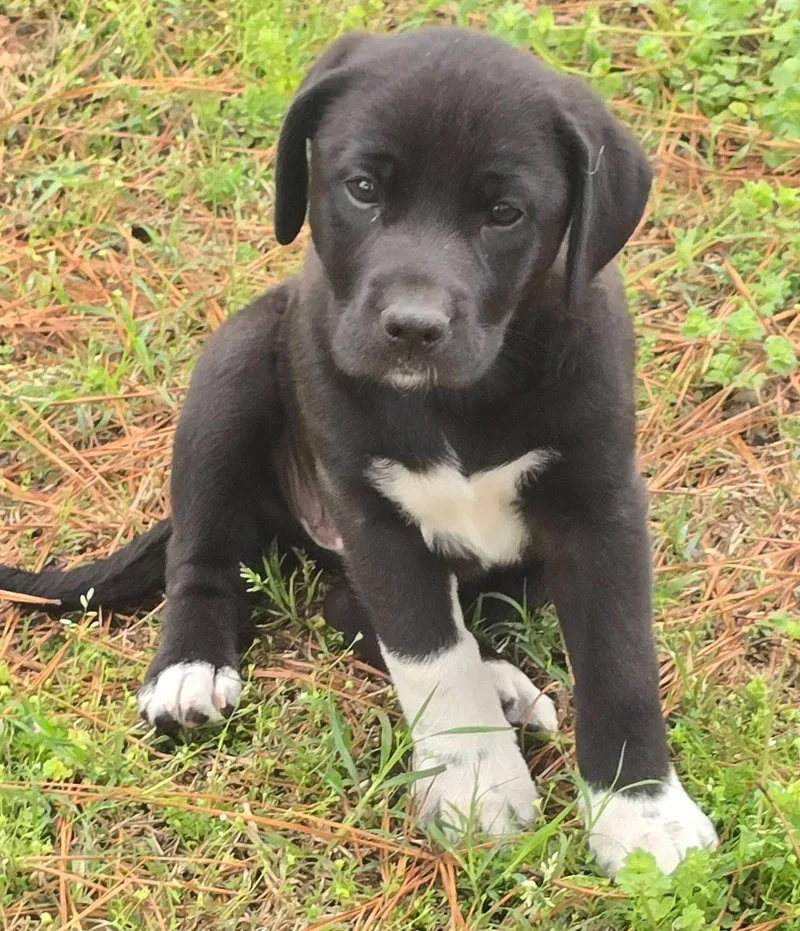 Licorice thumbnail 3