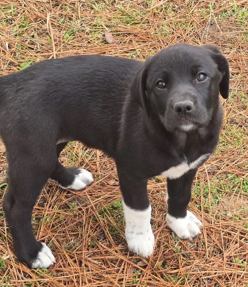 Licorice thumbnail 4