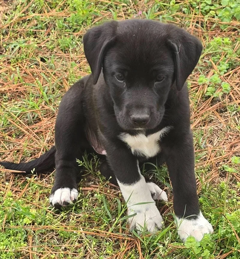 Licorice thumbnail 5