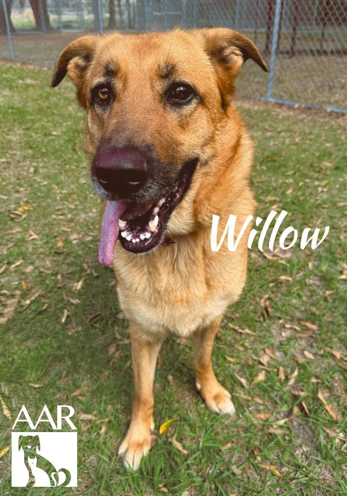 Willow thumbnail 4