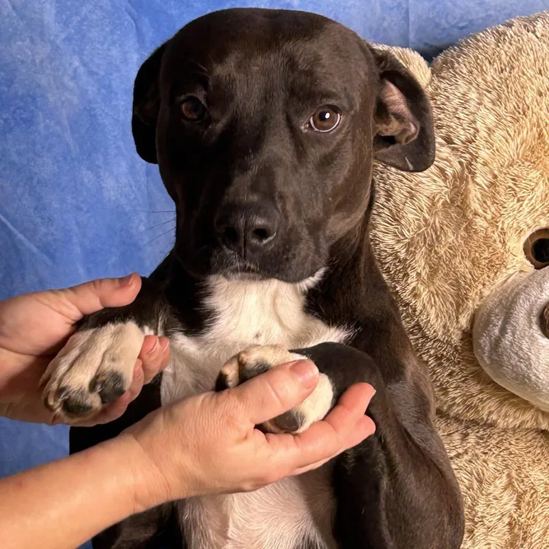 Root Beer thumbnail 2